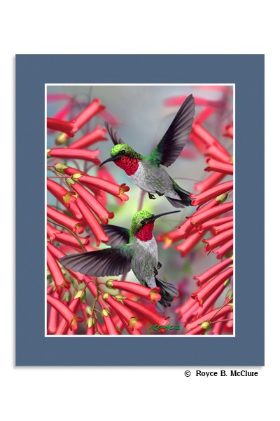 MINI POSTER HUMMINGBIRDS - City Books & Lotto